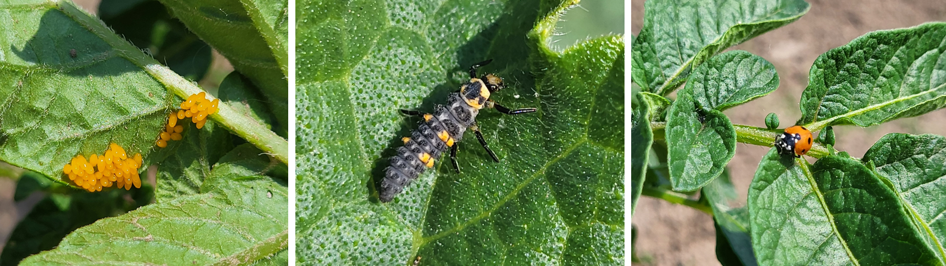 Colorado potato beetle egg clusters (left) are consumed by natural enemies like lady beetle larvae (middle) and lady beetle adults (right). 